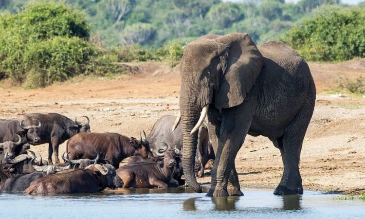 10 days Uganda Safari