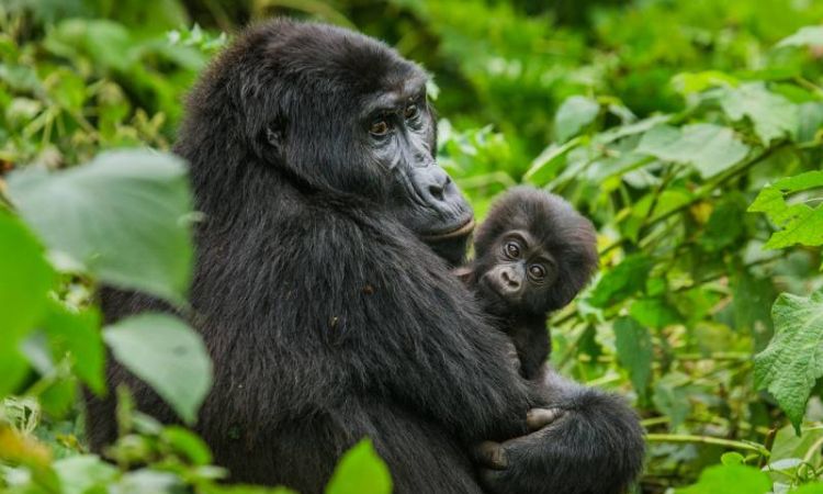 2 Days Uganda Gorilla Trekking in Bwindi Forest
