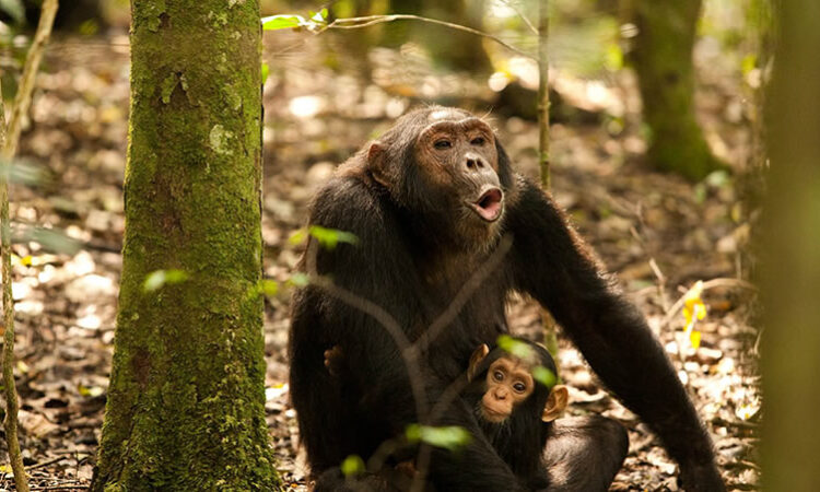 8 Days Rwanda Primates Wildlife Safari