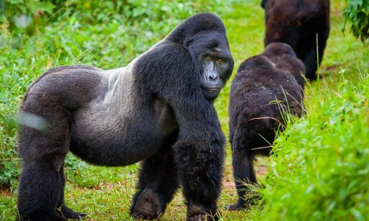 9 Days Rwanda Culture And Gorilla Safari