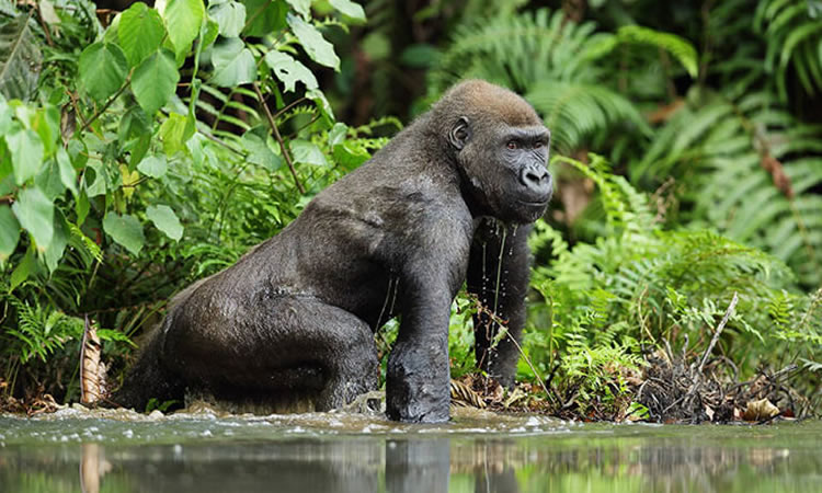 congo gorilla trekking safari