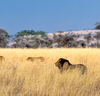 tanzania