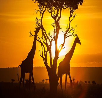 Kenya 1